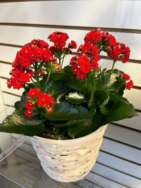 6 Inch Blooming Plant