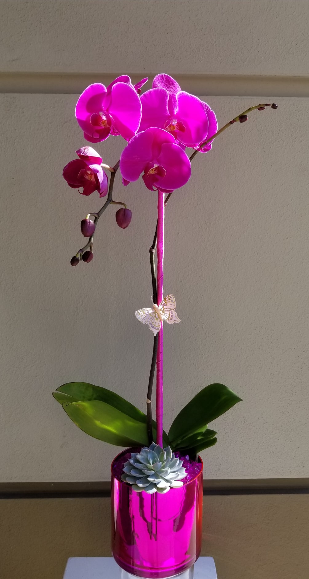 Purple orchid plant in a metallic hot pink vase.