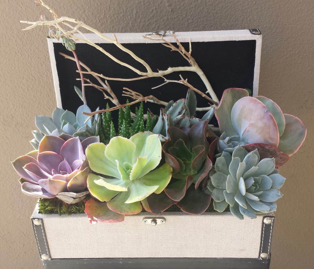 Colorful Succulent planter in a canvas keepsake box.