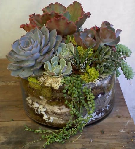Mixed variety of succulents gathered in a glass cylinder featuring a display
