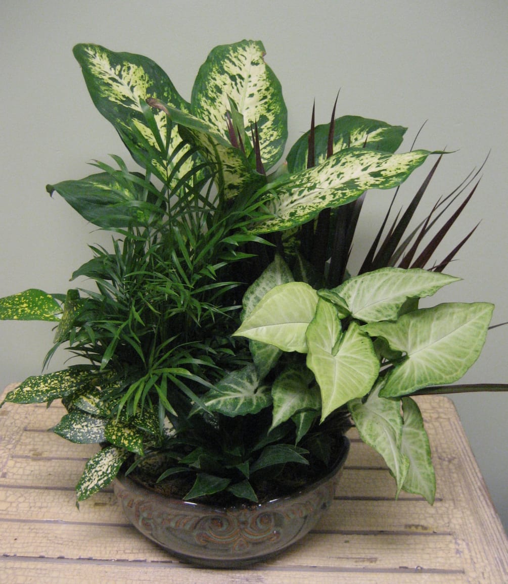 Hardy green houseplants are combined in a ceramic or wicker container. This