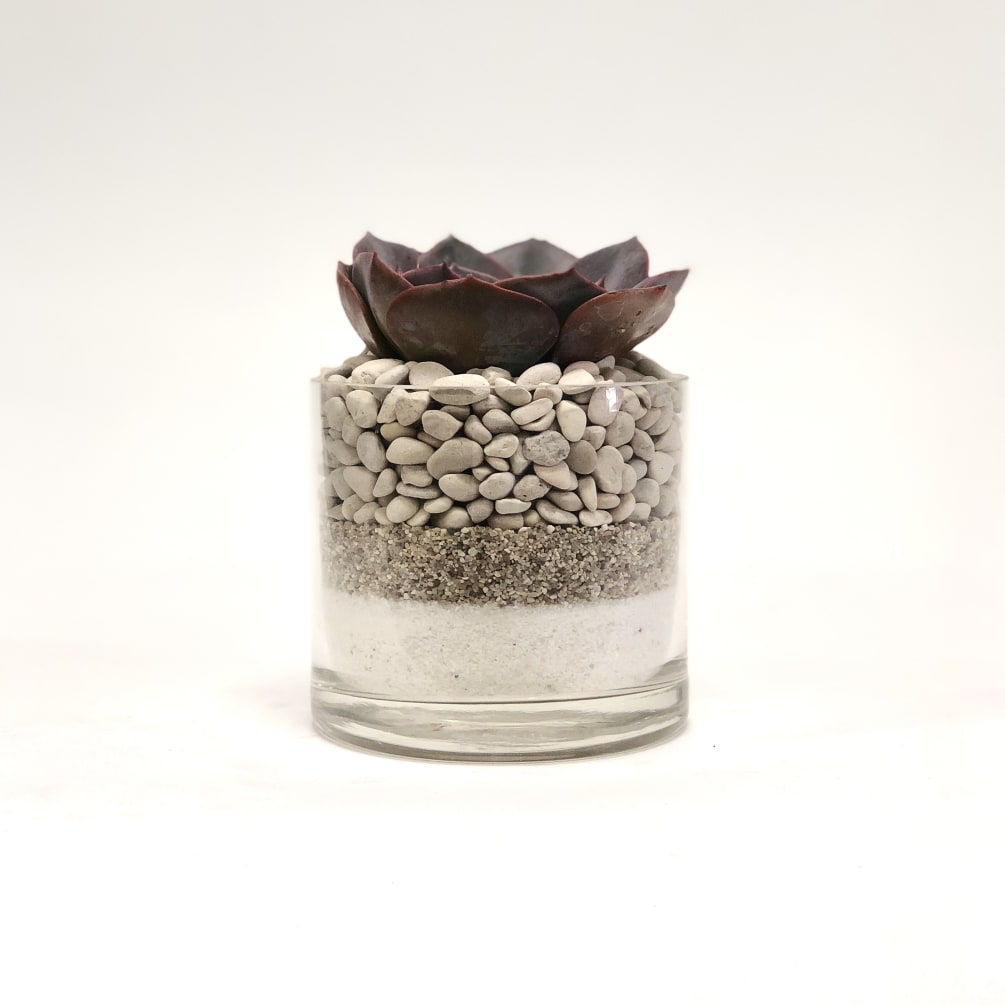 Succulent in a 4x4 cylinder vase with white sand &amp; flat white