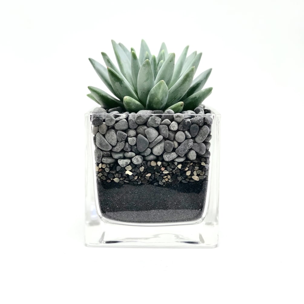 Succulent in a 4x4 square vase with black sand &amp; grey rocks.