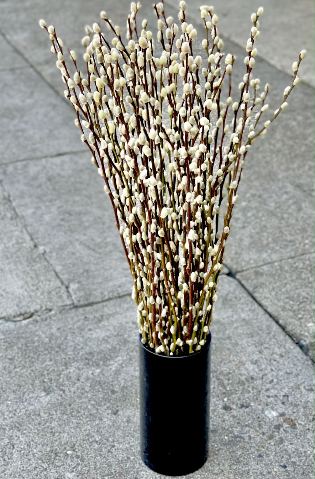 Premium silver tip pussy willow branches from Oregon in a sleek black