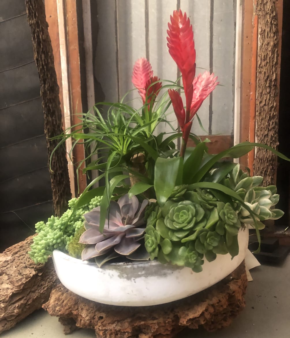 Rustic dish filled with lots of Succulent and small house Plant .
Very