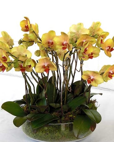 Delicate, simple and beautiful combination of soft yellow mini phalaenopsis orchid plants