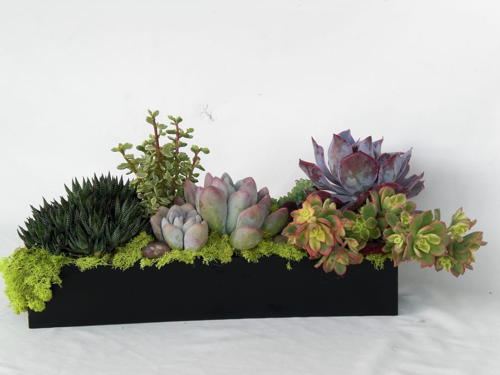 Absolutely gorgeous wood box container filled with a variety of succulents. 