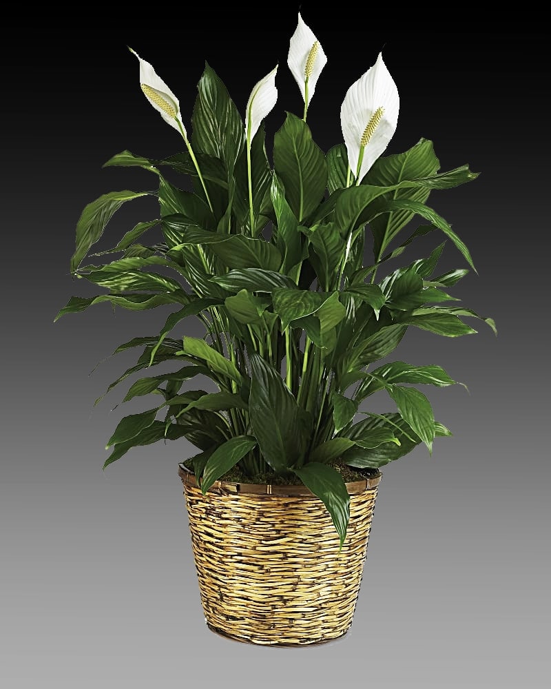 Peace lily top