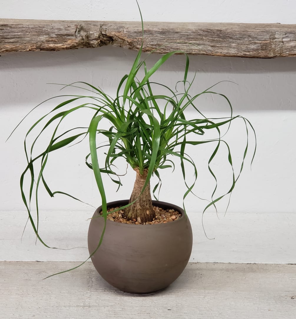 A ponytail palm planted in a luna bowl. Approximately 15inches tall.