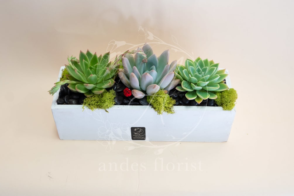 This cute trio of assorted succulents is perfect for any occasion! Adorned