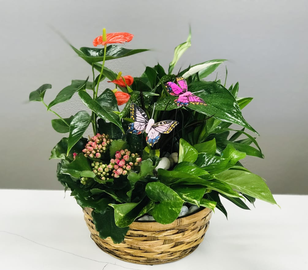 Flirty butterflies floating over easy to care for and beautiful house plants.