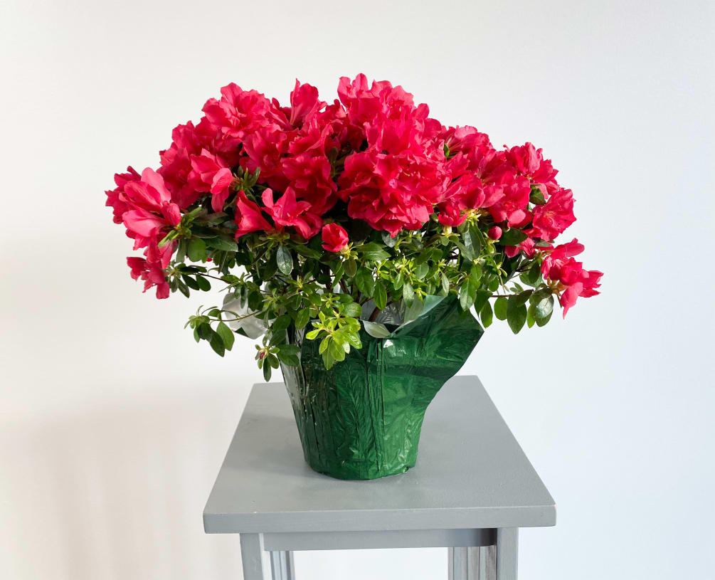 Liven up any space with this stunning azalea plant, featuring bright red