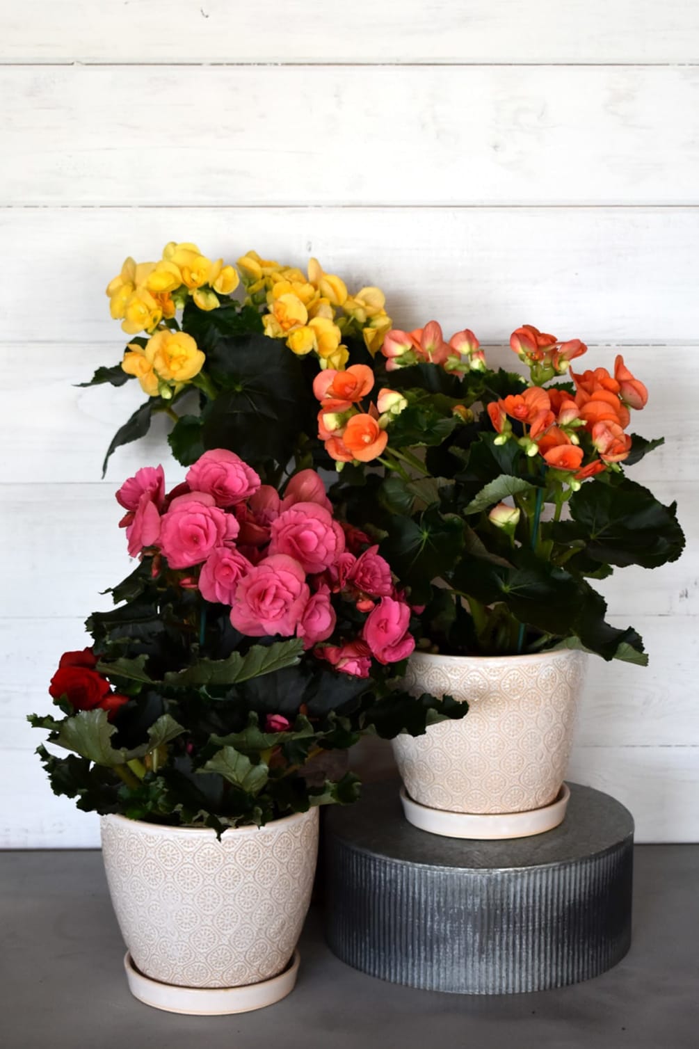 This option allows you to purchase a beautiful blooming begonia plant in