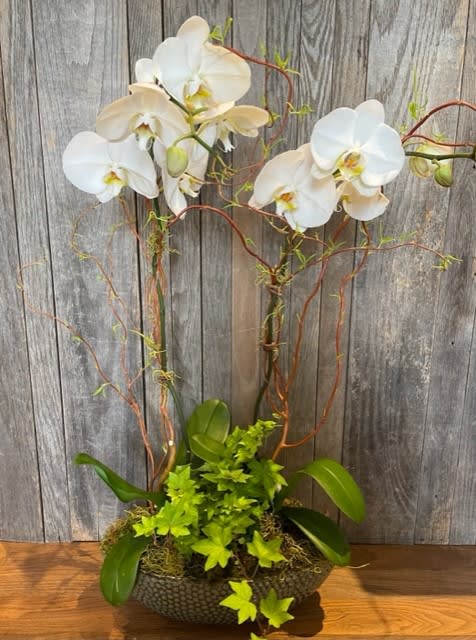 This stunning double white orchid arrangement includes two potted white Phalaenopsis orchids