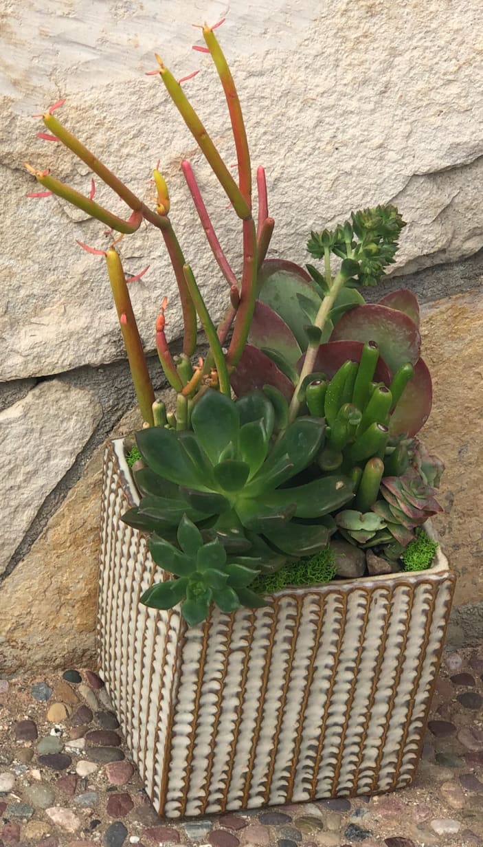Variety of vibrant succulents in a contemporary yet earthy cube ceramic container.