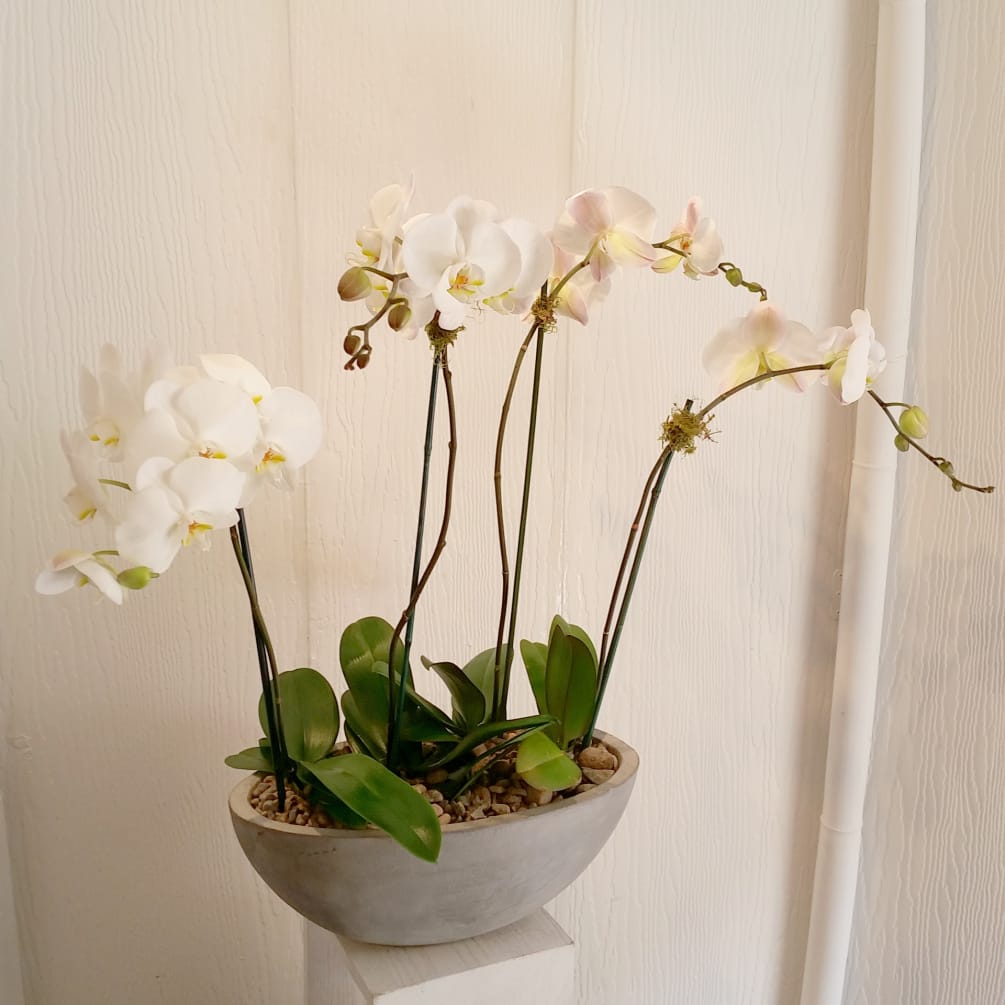 Beautiful tall elegant orchids in a concrete container decorated with natural river