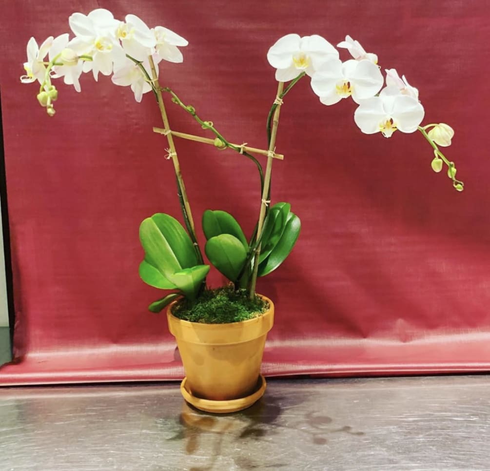 Double stem white phalaenopsis orchid planting with bamboo, raffia &amp; moss in