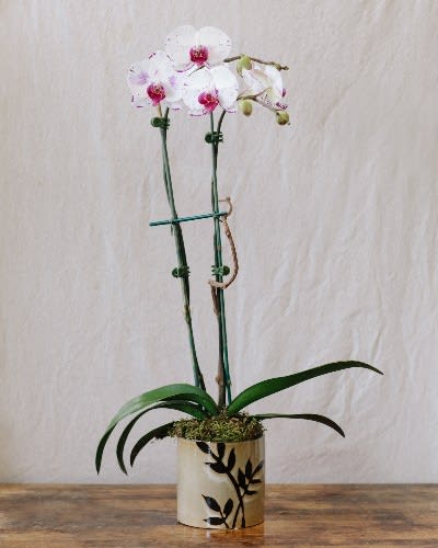 Orchids offer a beautiful and elegant burst of color to any room.