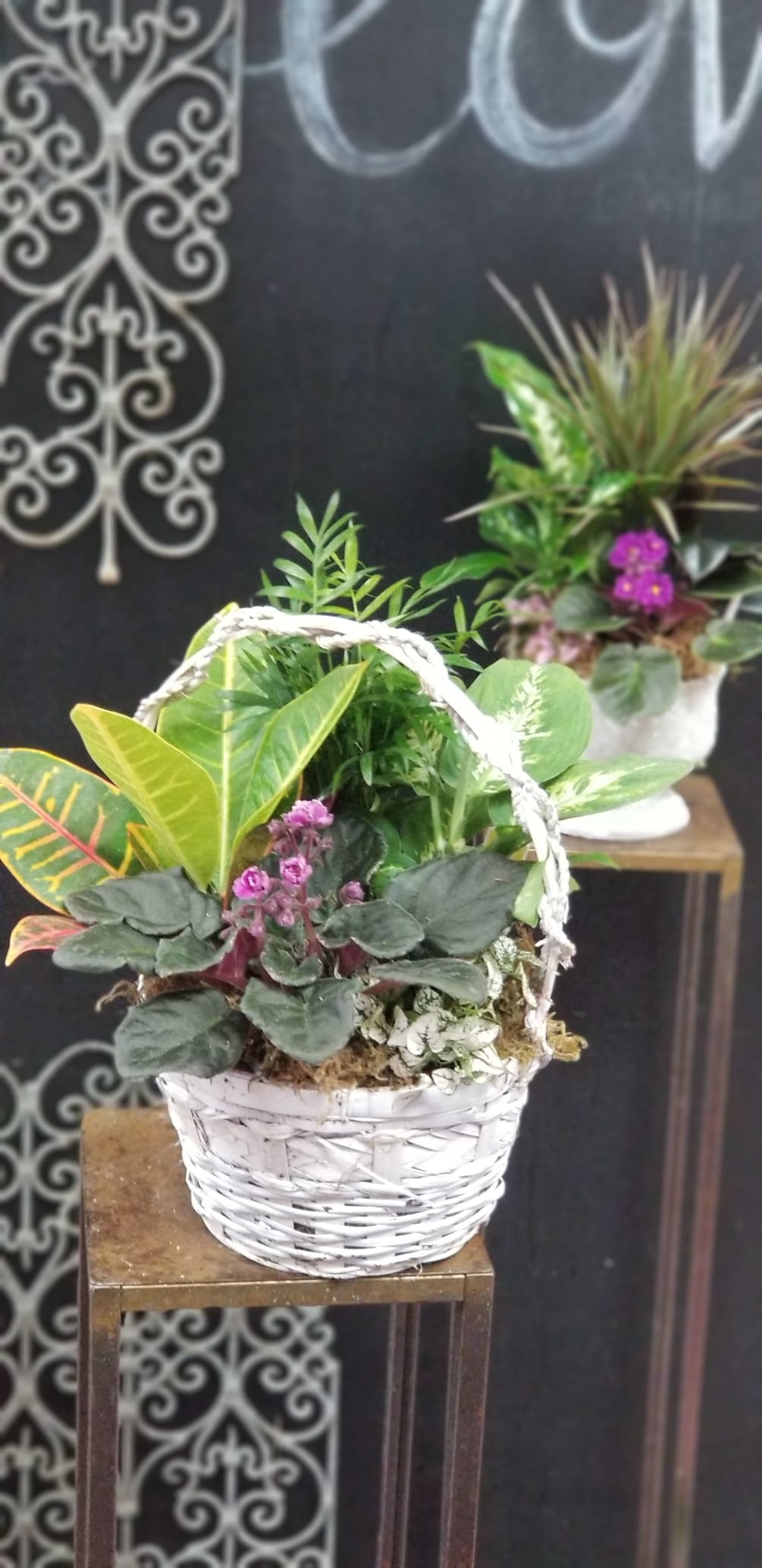 Mixture of a green plants and blooming plants in nice ceramic container
