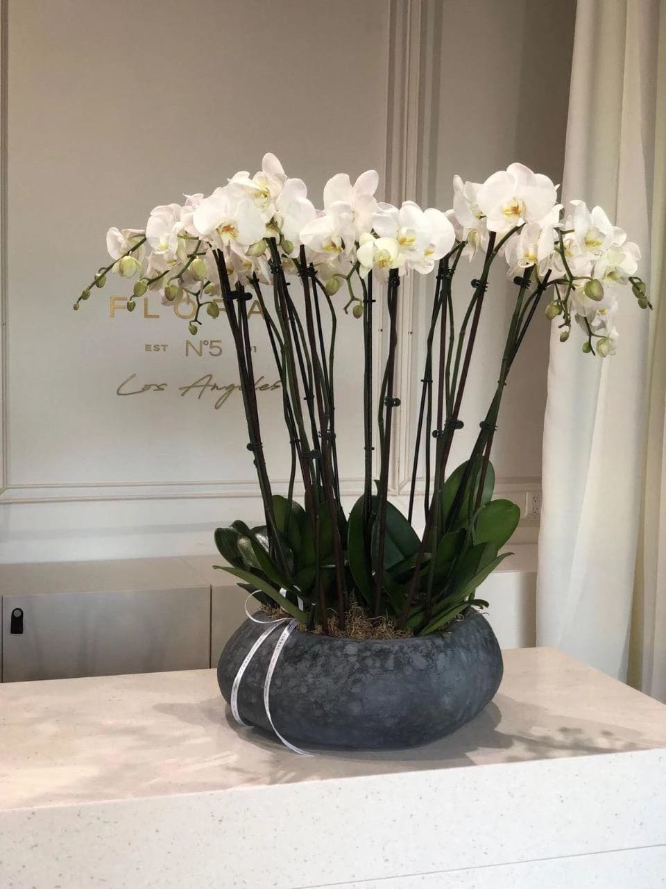 A magnificent single flower kind arrangement features white Orchids in a ceramic
