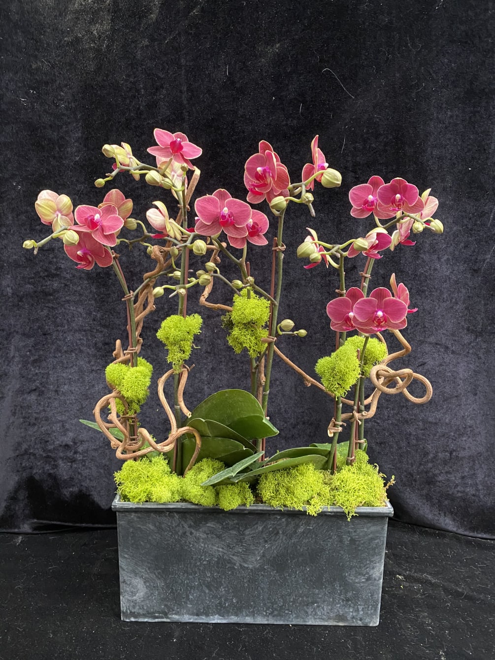 Three mini orchids design kiwi branches and reindeer moss. 
