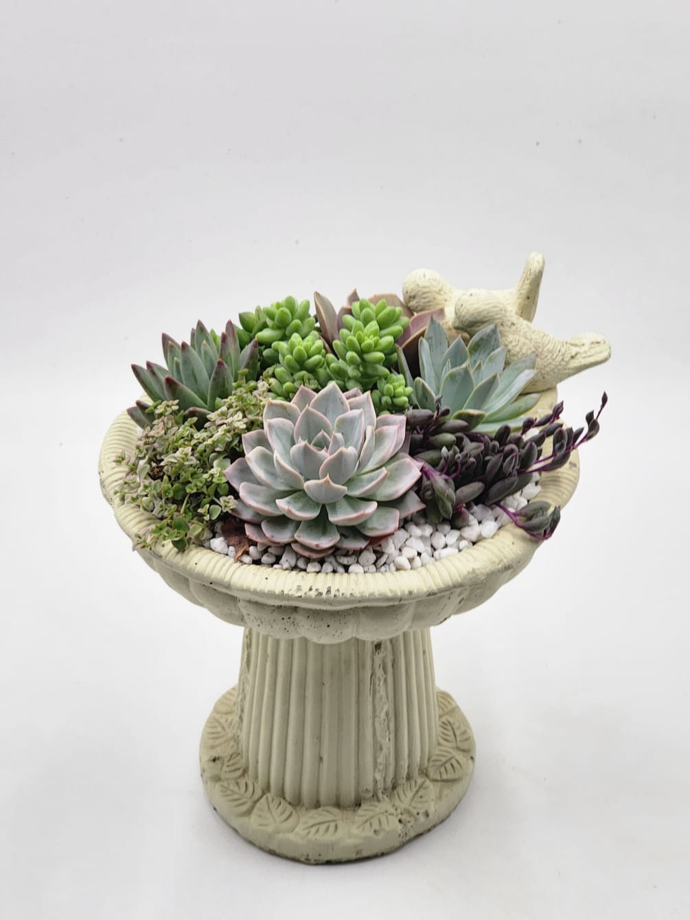 An adorable cement birdbath filled with succulents. 

Roughly 10x11&quot;