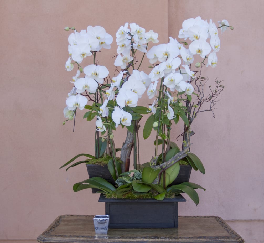 orchid arrangement 17
