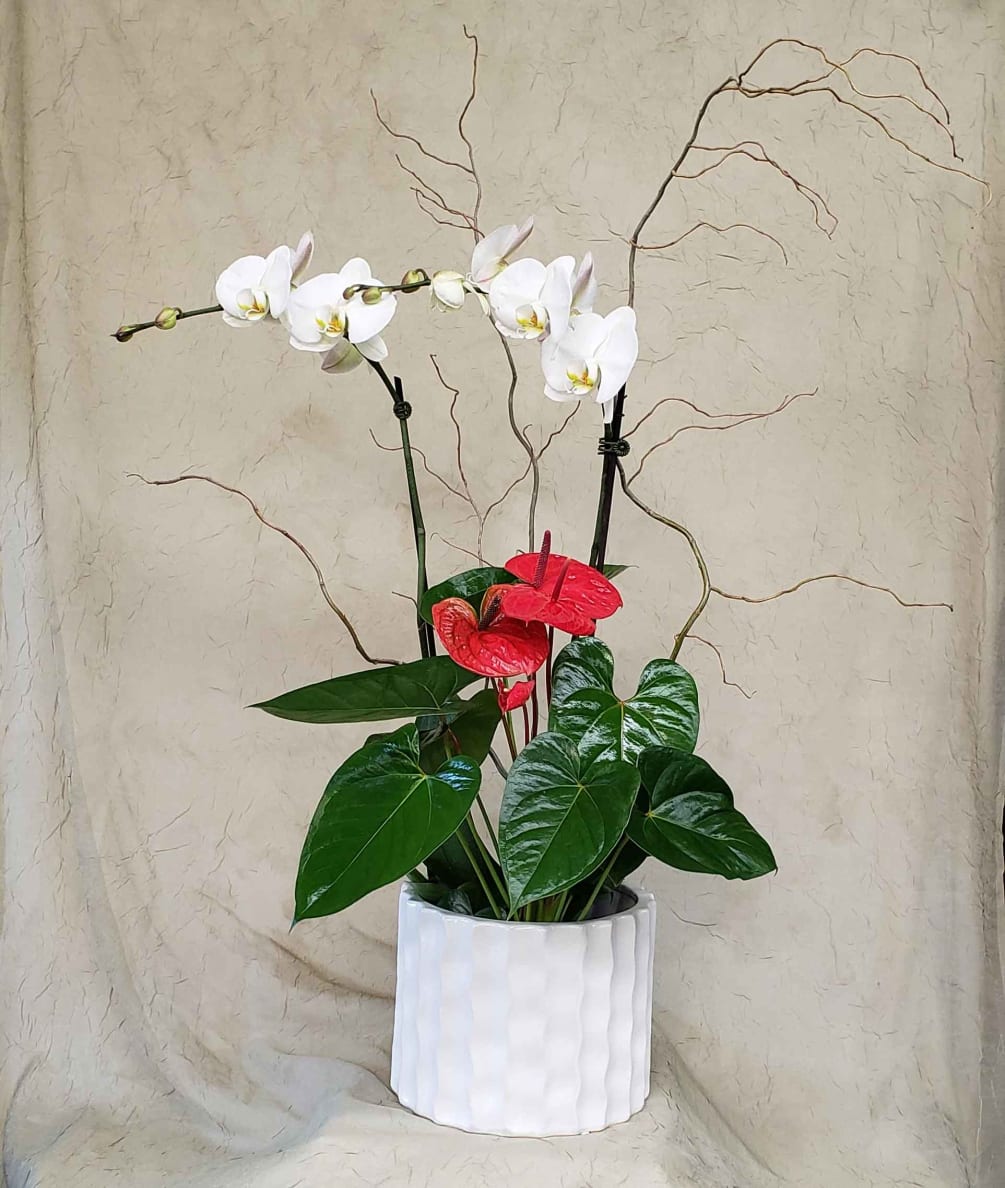 White Orchid &amp; Red Anthurium plants in a white ceramic pot. 