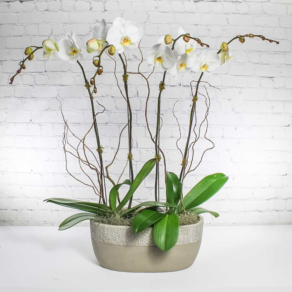 Our elegant, exclusive Phalaenopsis Orchid Planter in white offers two blooming plants