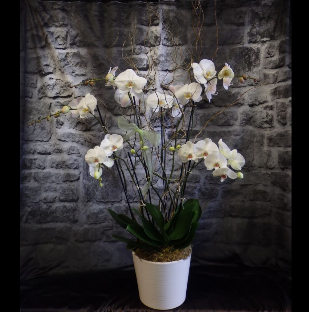 Three double stem orchid plants in a beautiful Ceramic pot.
P-37-16