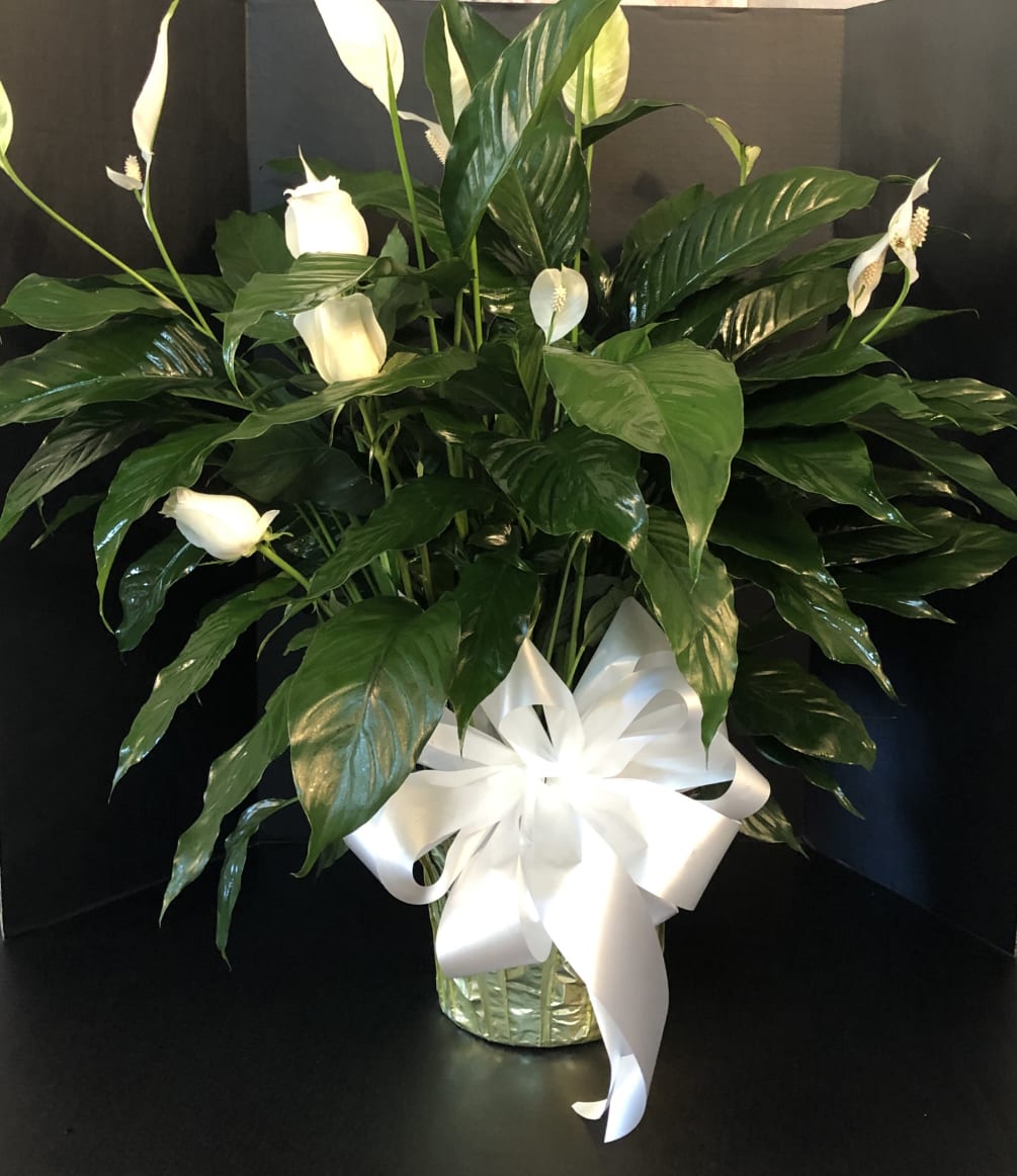 This Health Green plant with lovely white blooms comes in multiple sizes.