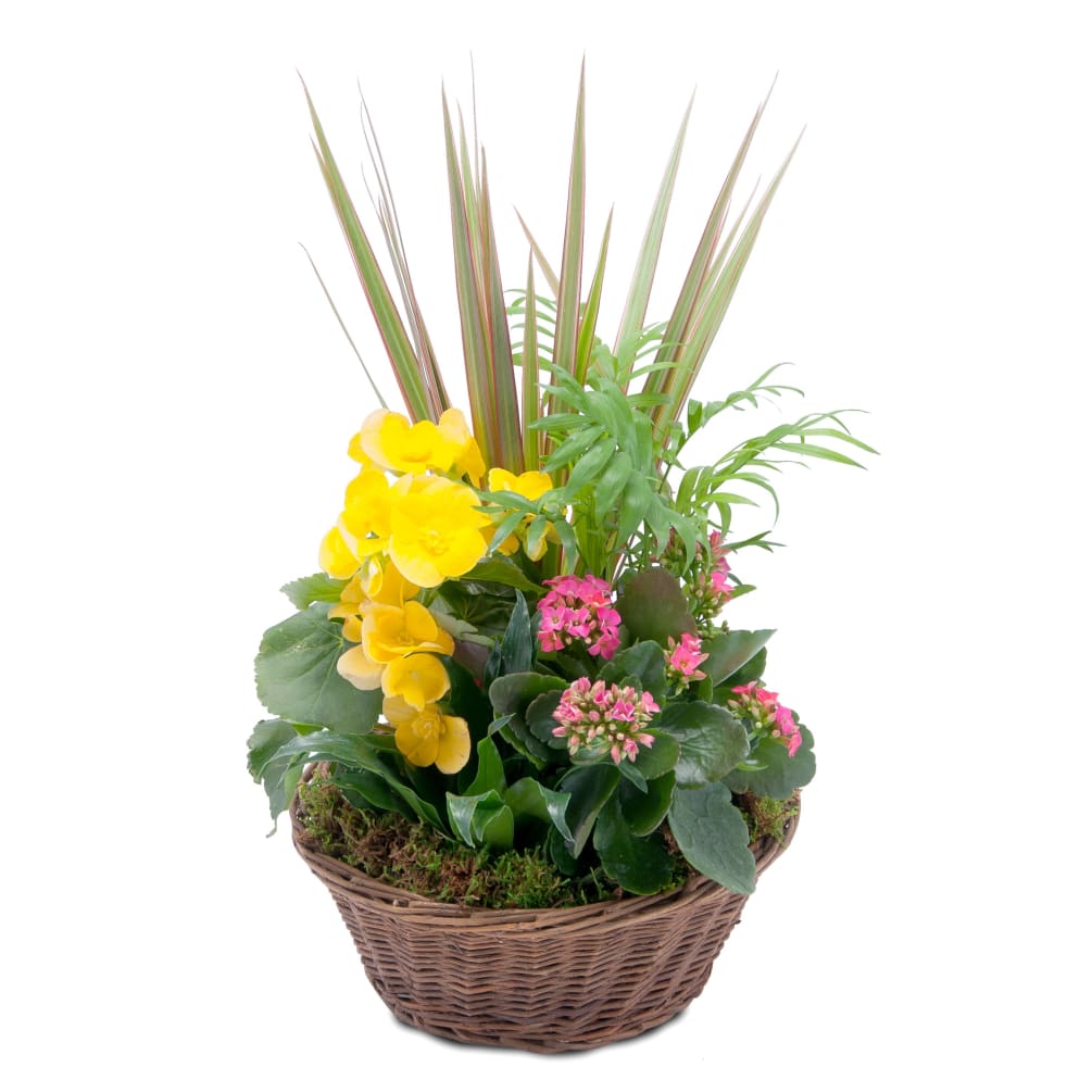 Blooming and green plants combined in a basket to bring sunshine days!
Approximately