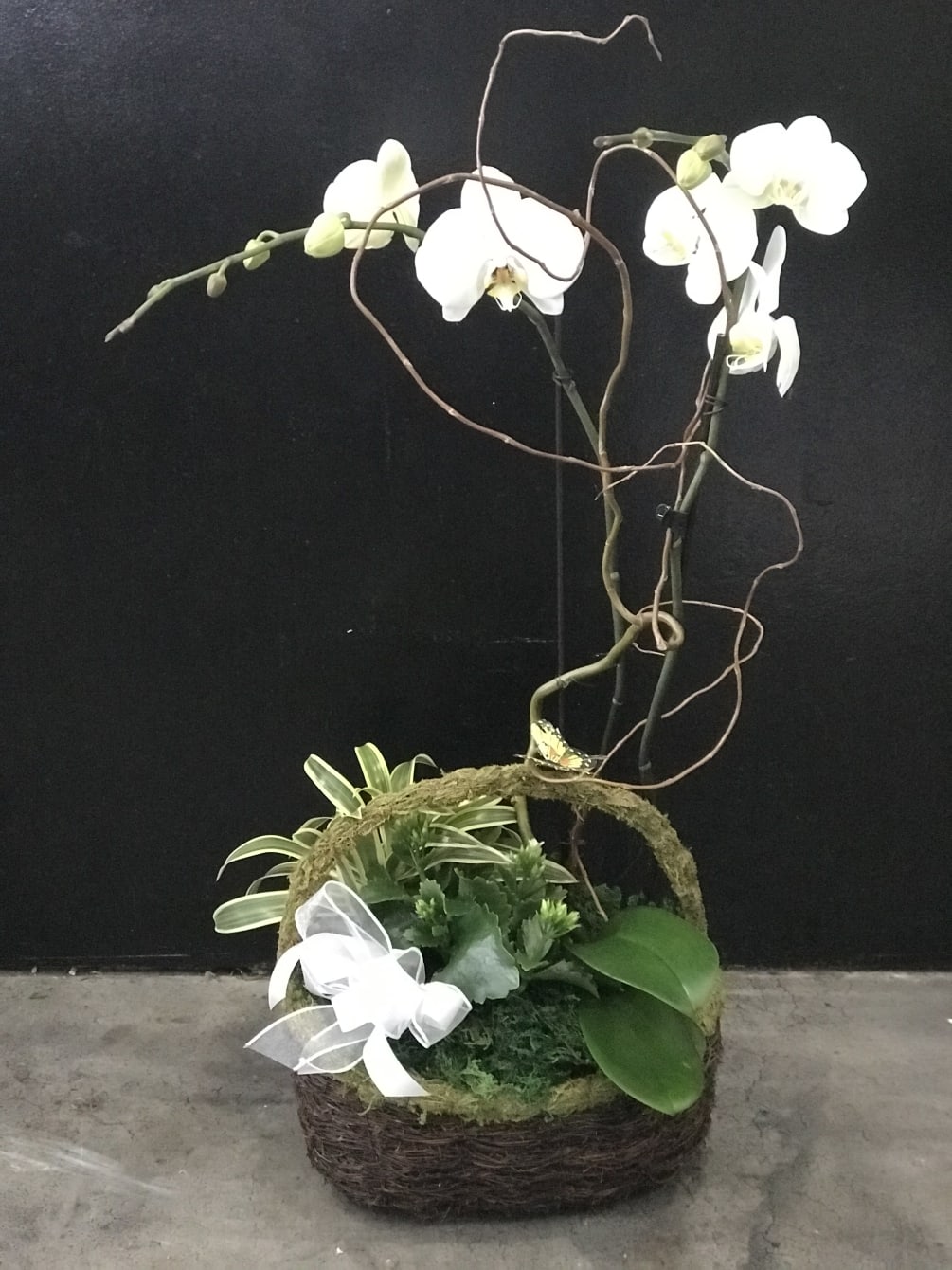 White orchid &amp; other green plants