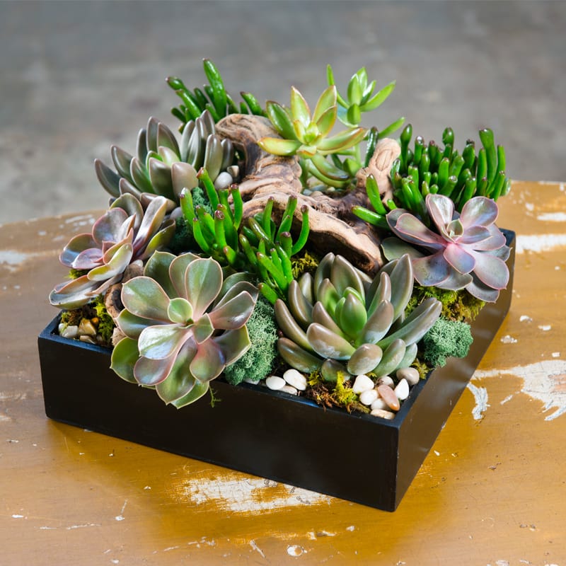 Send them a beautiful oasis of mixed succulents, green moss and river
