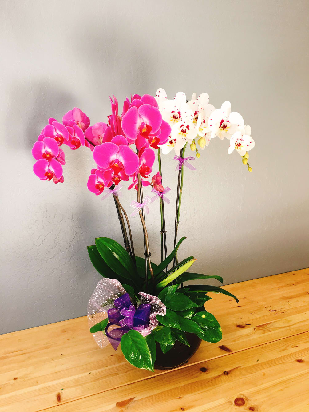 This world-class orchid creates an elegant focal point for the home or