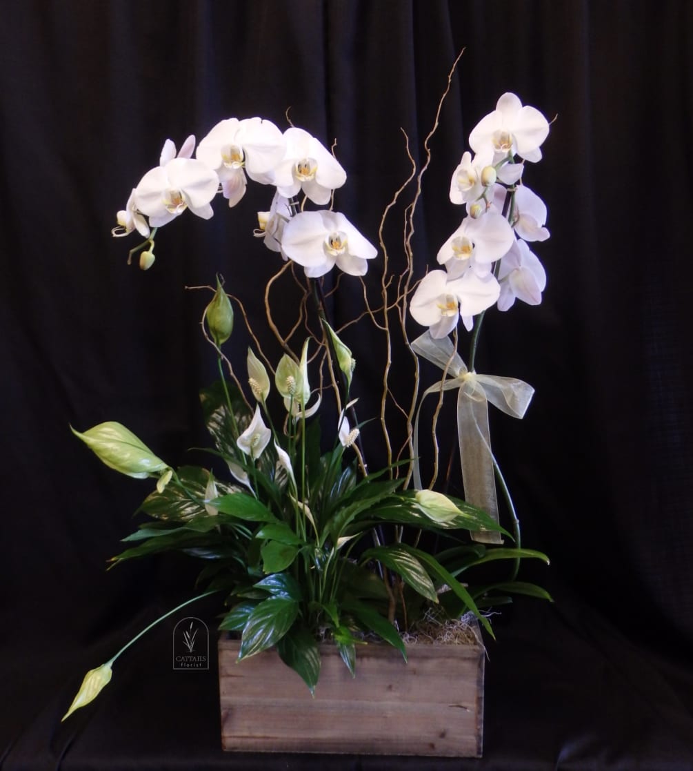 Double Stem orchid plant with peace lily plant in a rustic wooden