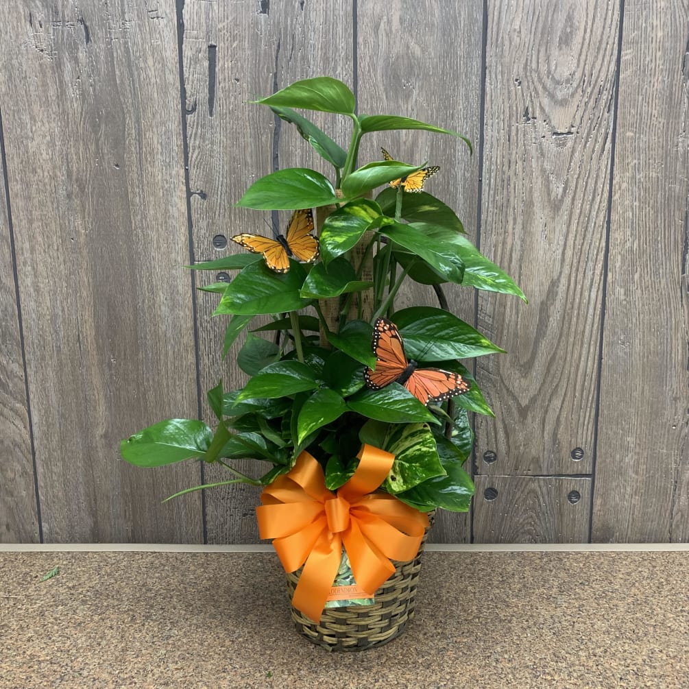Golden Pothos (Philodendron) by Turner Flowers & Country Store