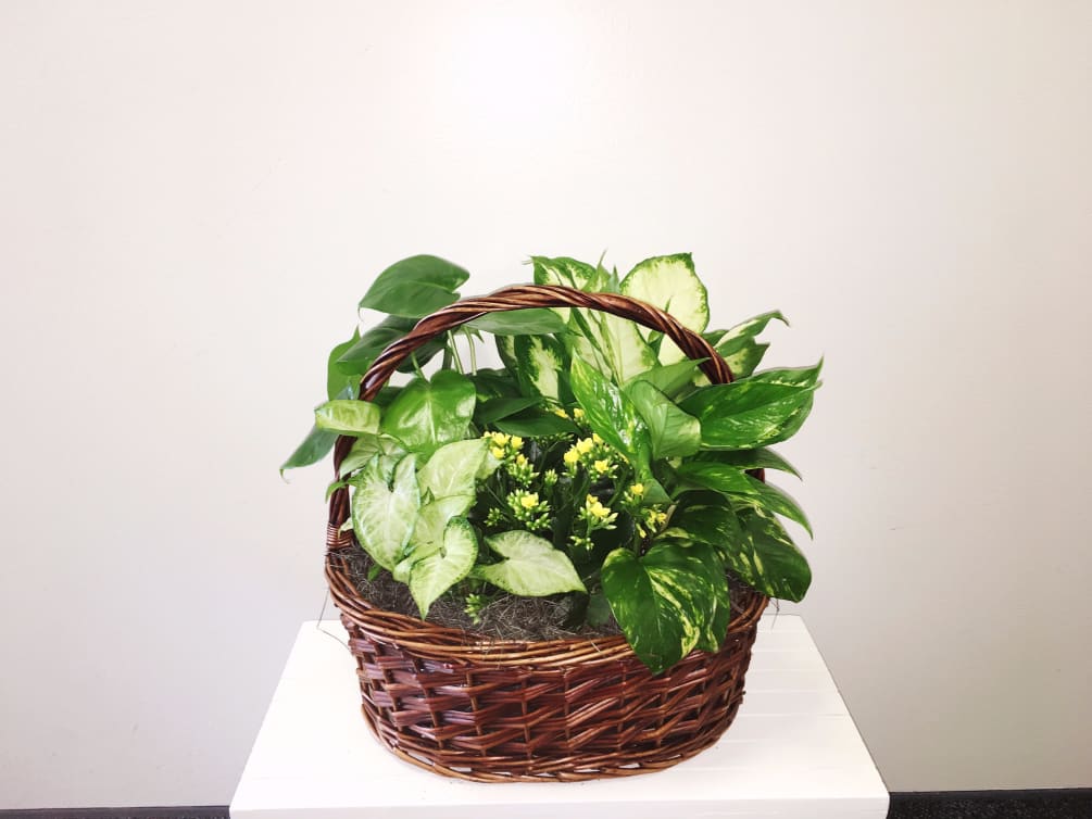 Baskets campus discount