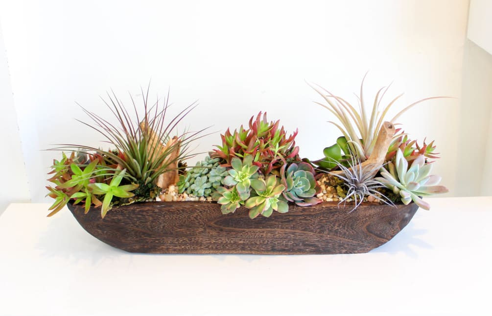 A collection of succulents, air plants, and earthy accents flourish out of