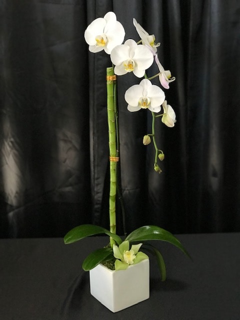 A beautiful Phalaenopsis orchid plant for any occasion.