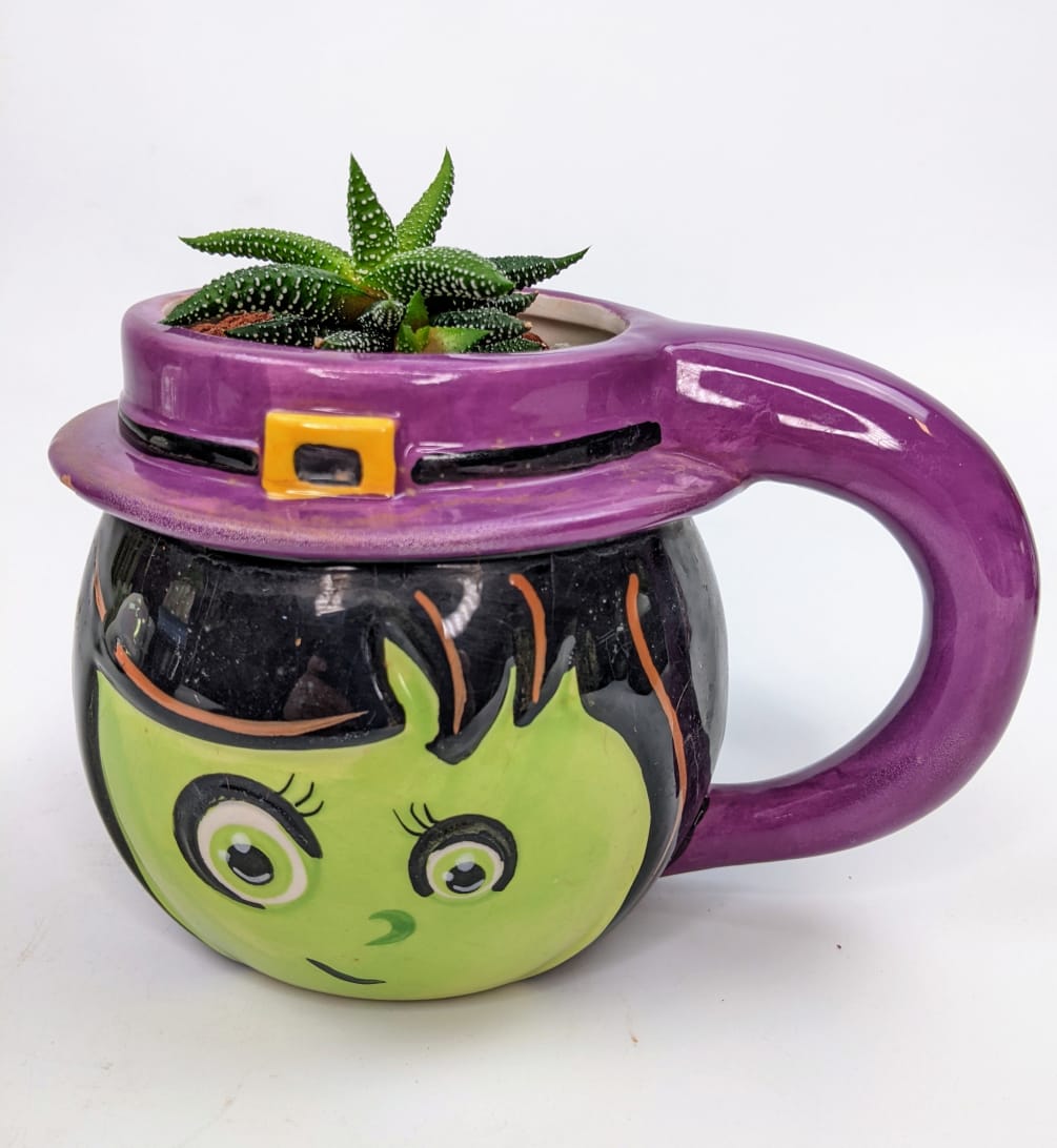 A living succulent selected and grown to complement a mug about 4