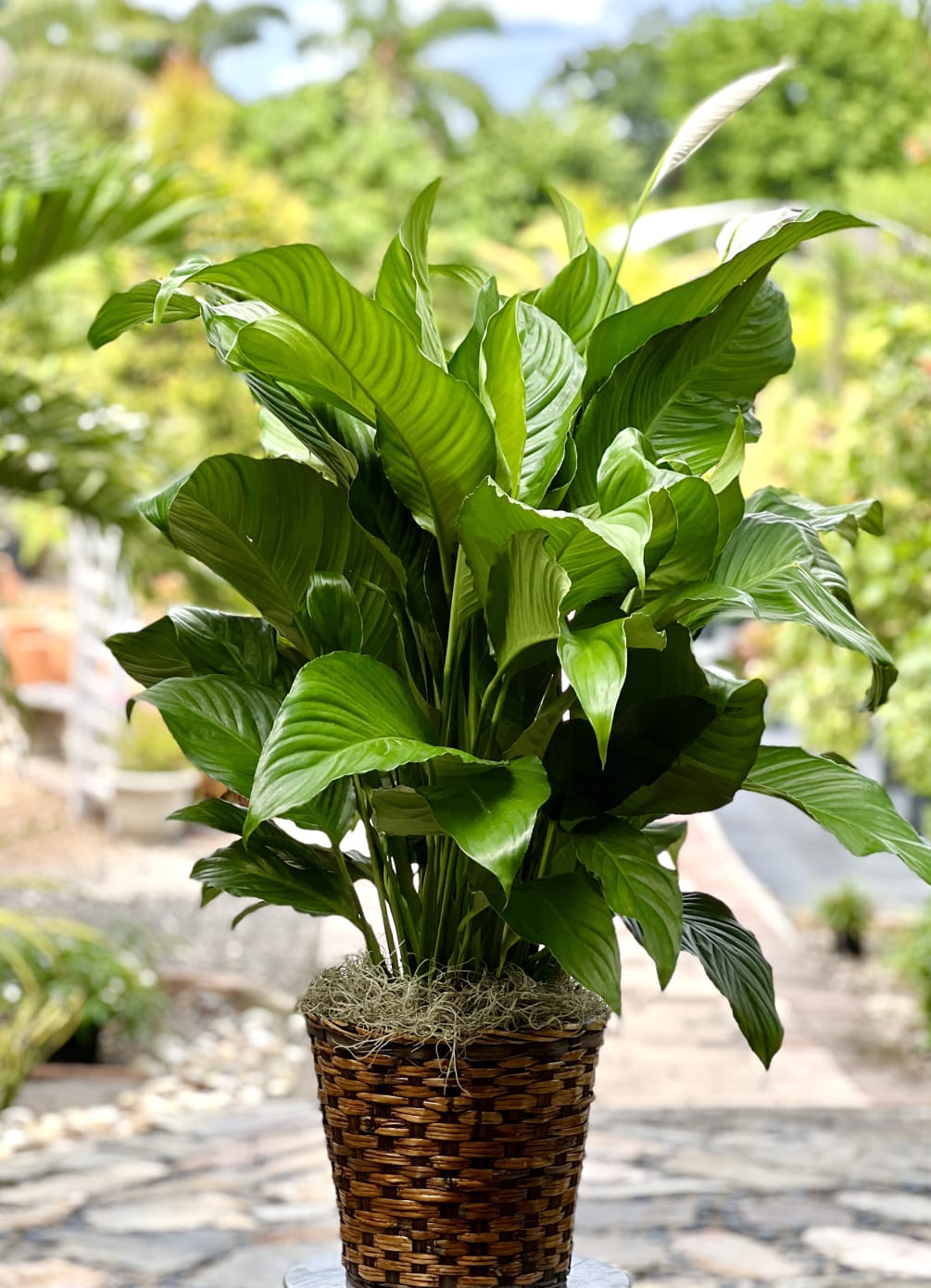 The Peace Lily (Spathiphyllum) is a beautiful plant known for its broad