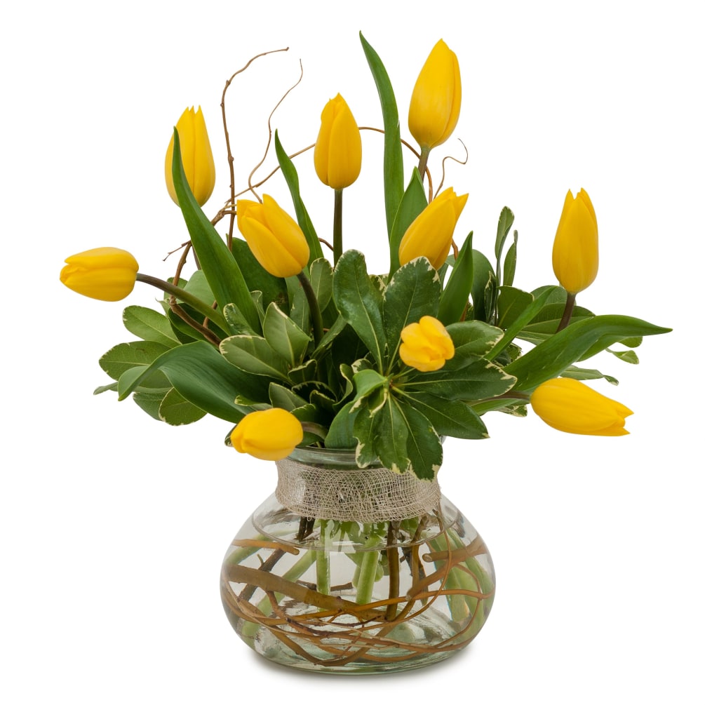 Yellow tulips with willow in a clear vase. Approximately 10&quot;W X 10&quot;H
