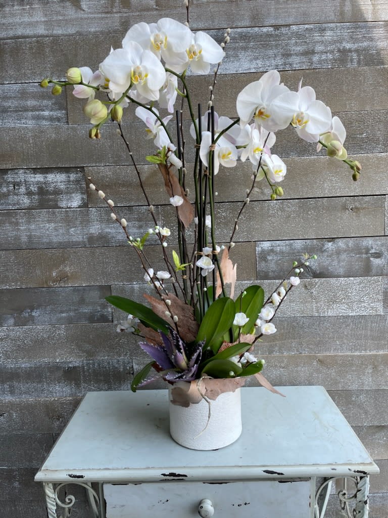 A gorgeously displayed white Phalo orchid complimented with artificial succulents and dusted