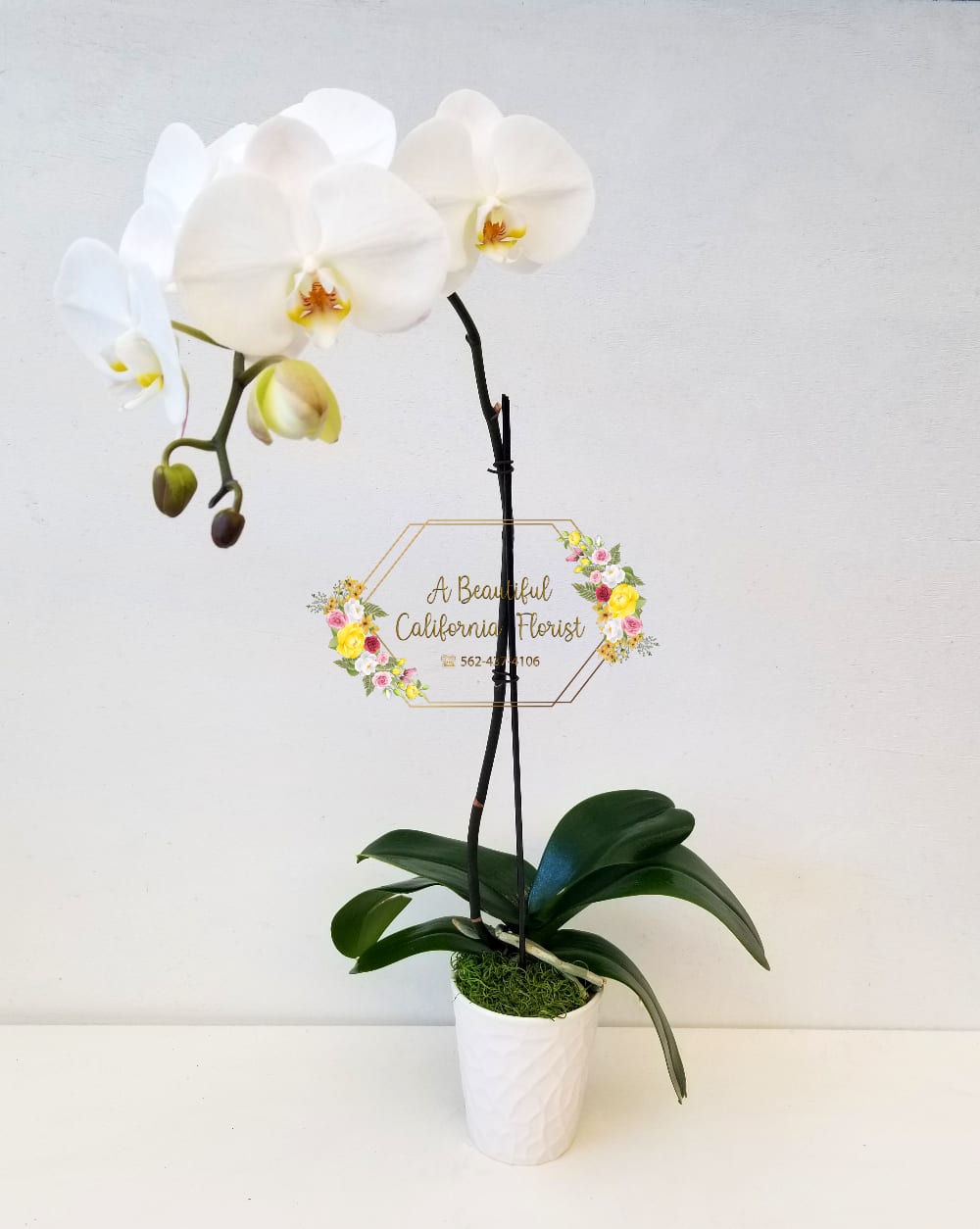 White or various colors Phalaenopsis Orchid single stem, in ceramic container. Color