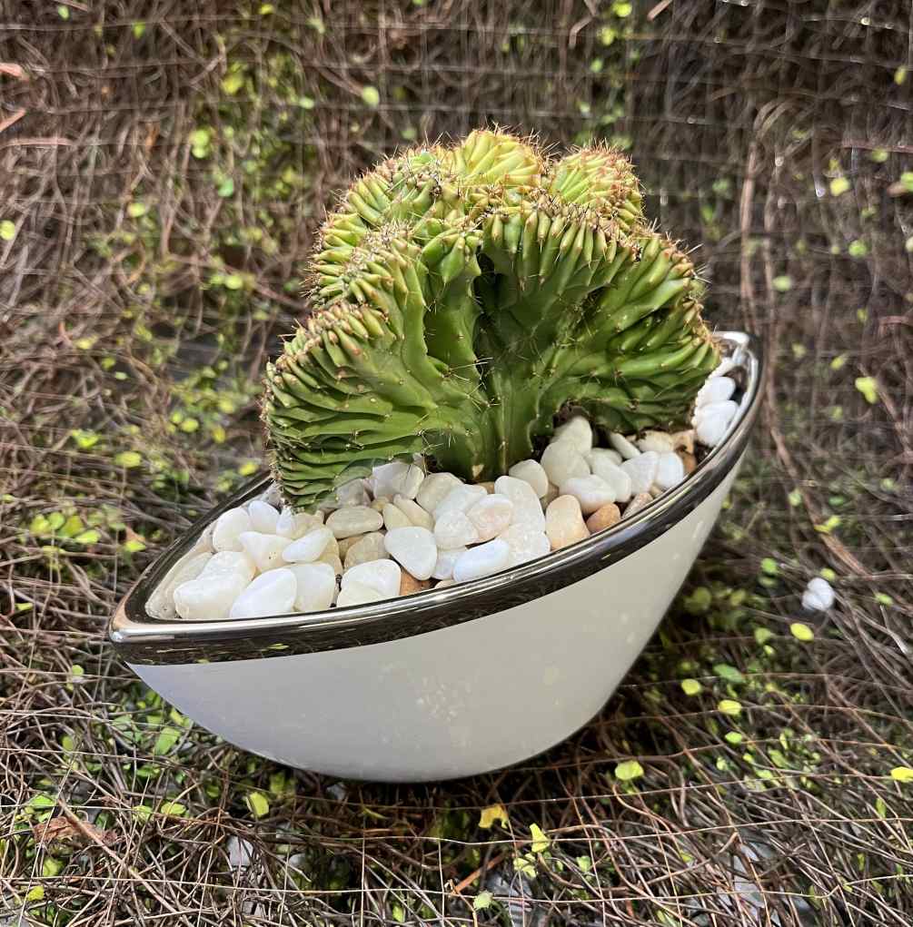 Unusual Succulent very interesting in a oval ceramic