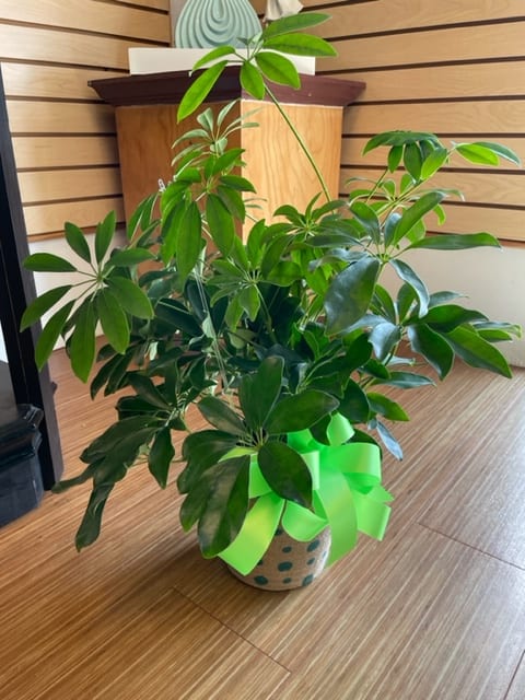 Schefflera in a 6&quot; pot with bow