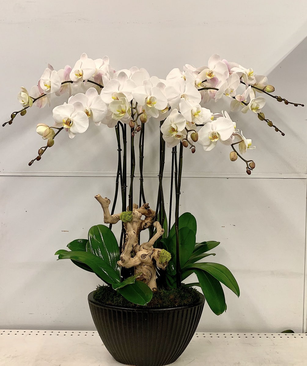Beautiful grand orchid arrangement arranged in a black vase and a manzanita
