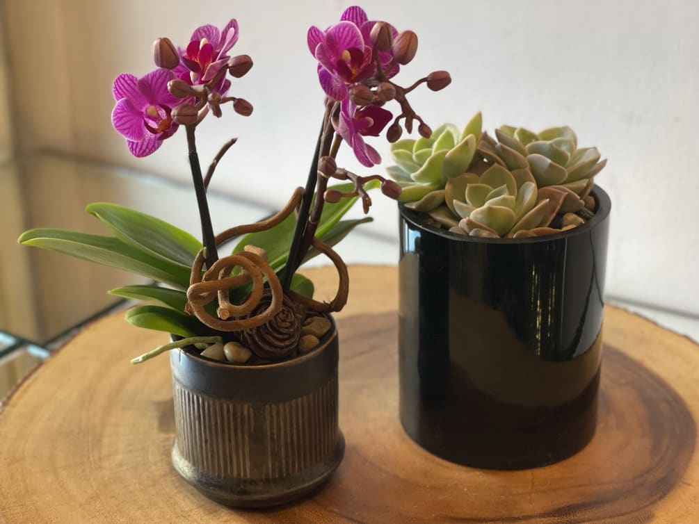Premium succulents and Ochids arrive in decorative pots. Low maintenance.