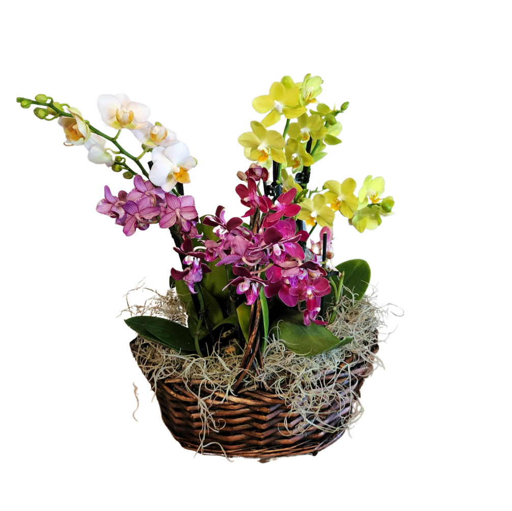 Nice colorful locally grown  Mini Orchids in a basket. Starts at